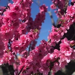 Meet your Posher, Nikki