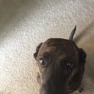 Meet your Posher, Samuel