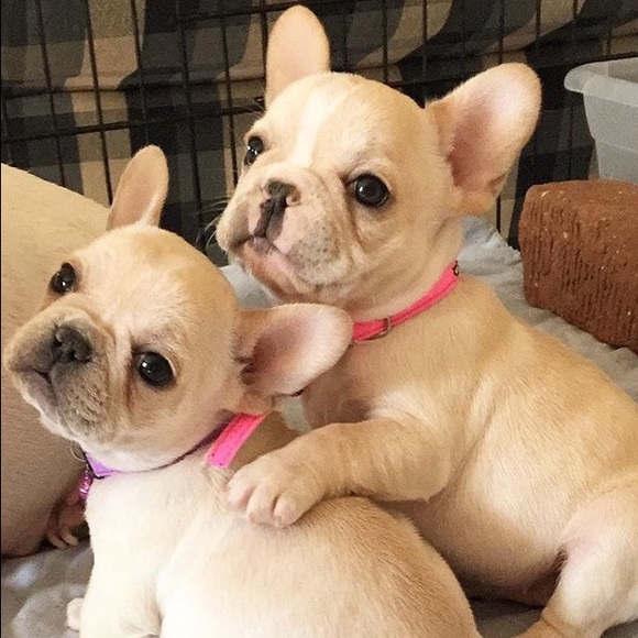 💜Meet your Posher, Shemeko - Picture 2 of 2