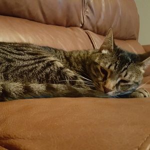 Meet your Posher, Irish