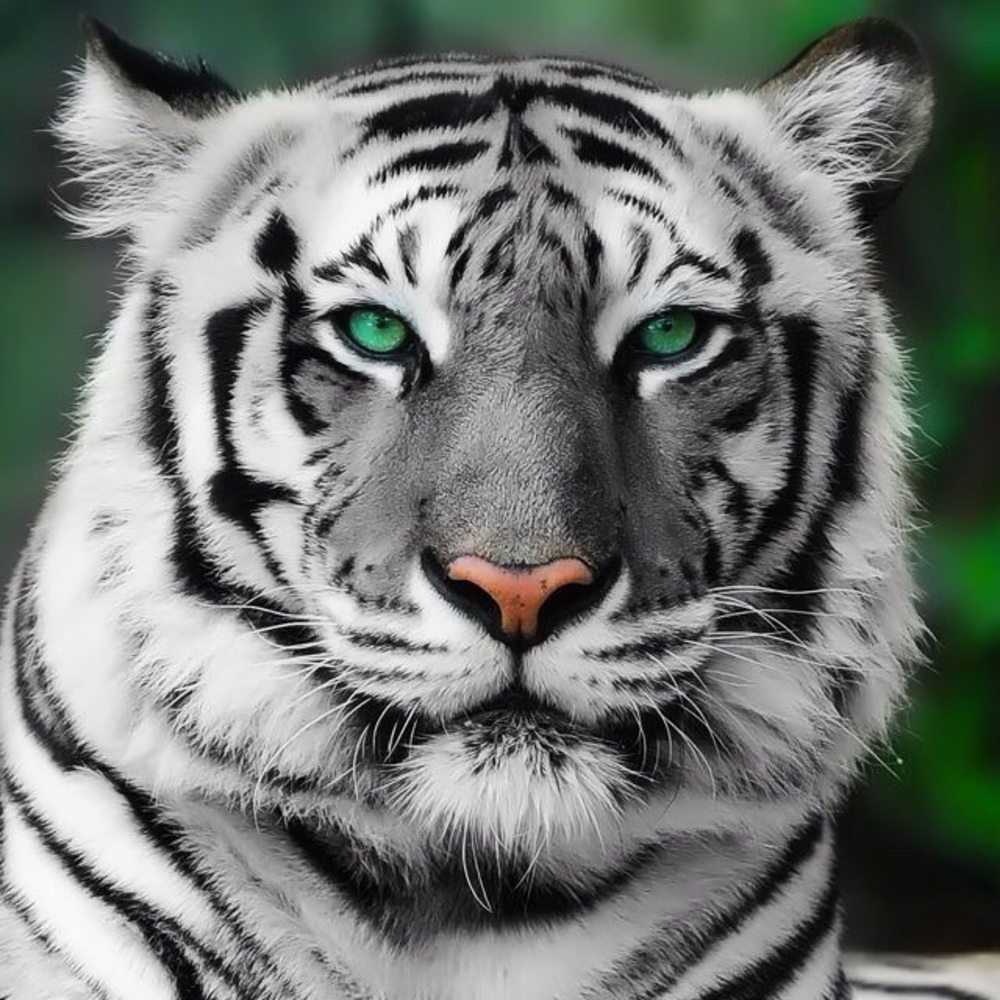 Meet your Posher, Norma