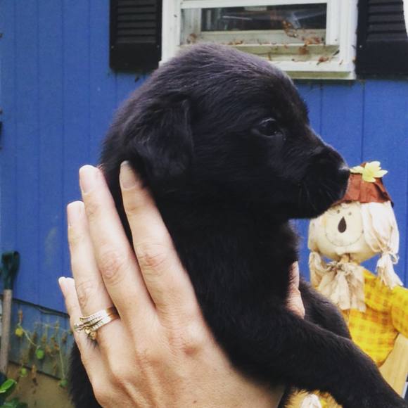 Meet your Posher, Gracie - Picture 1 of 1