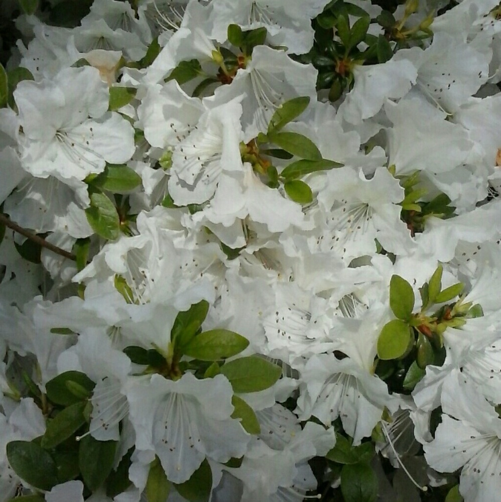 Meet your Posher, Leah