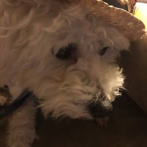 Meet your Posher, Debbie