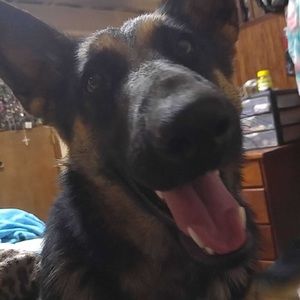 Meet your Posher, Abby