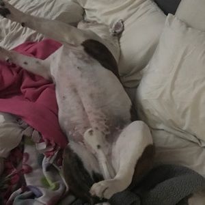 Meet your Posher, Brock