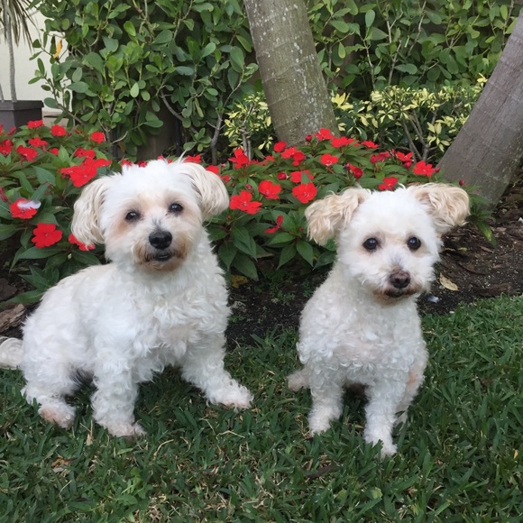 Meet your Posher, Sarra - Picture 3 of 5