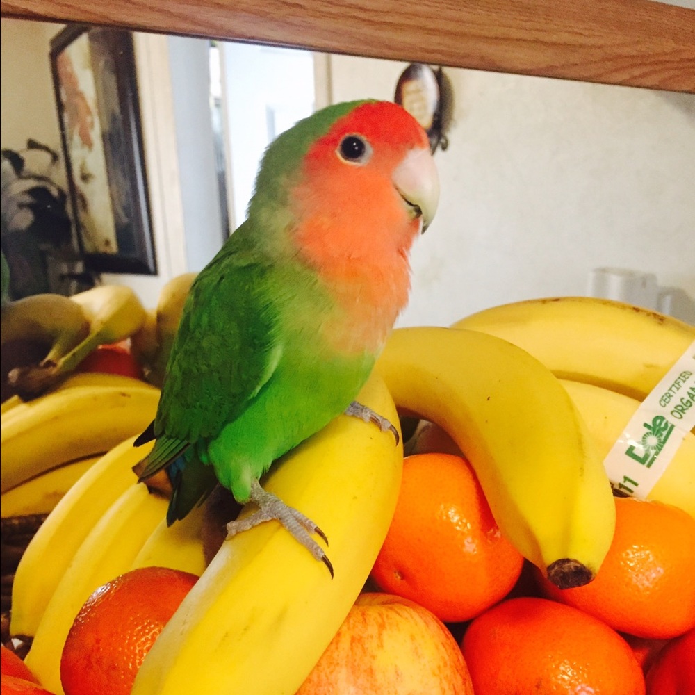 Meet your Posher, Betty