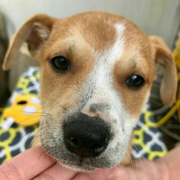 Meet your Posher, Lucia - Picture 1 of 1