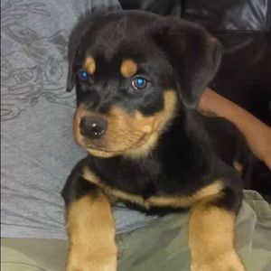 Meet your Posher, Rocky