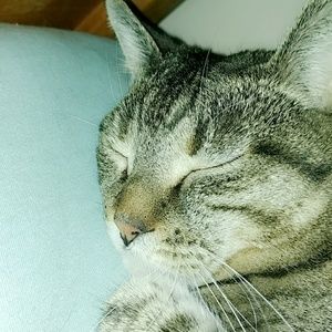 Meet your Posher, Sydney