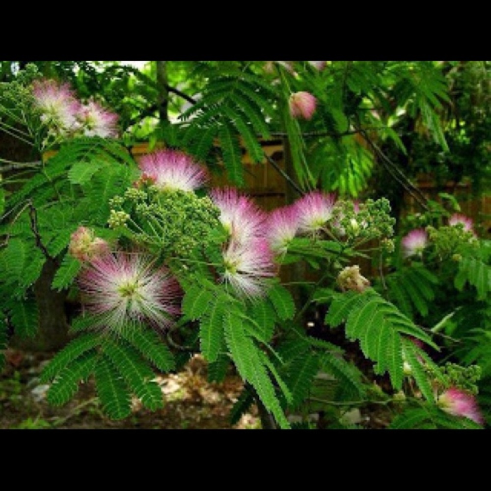 Meet your Posher, Barbara