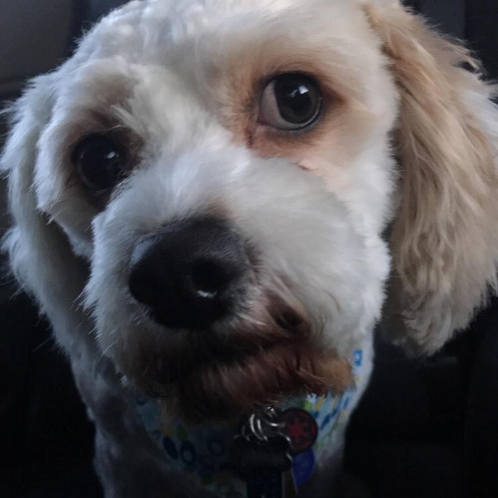 Meet your Posher, Sydney