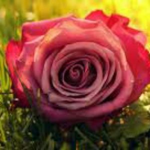 Meet your Posher, Natasha