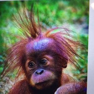 Meet your Posher, Sandy