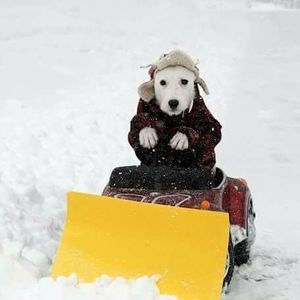 Meet your Posher, Laurie