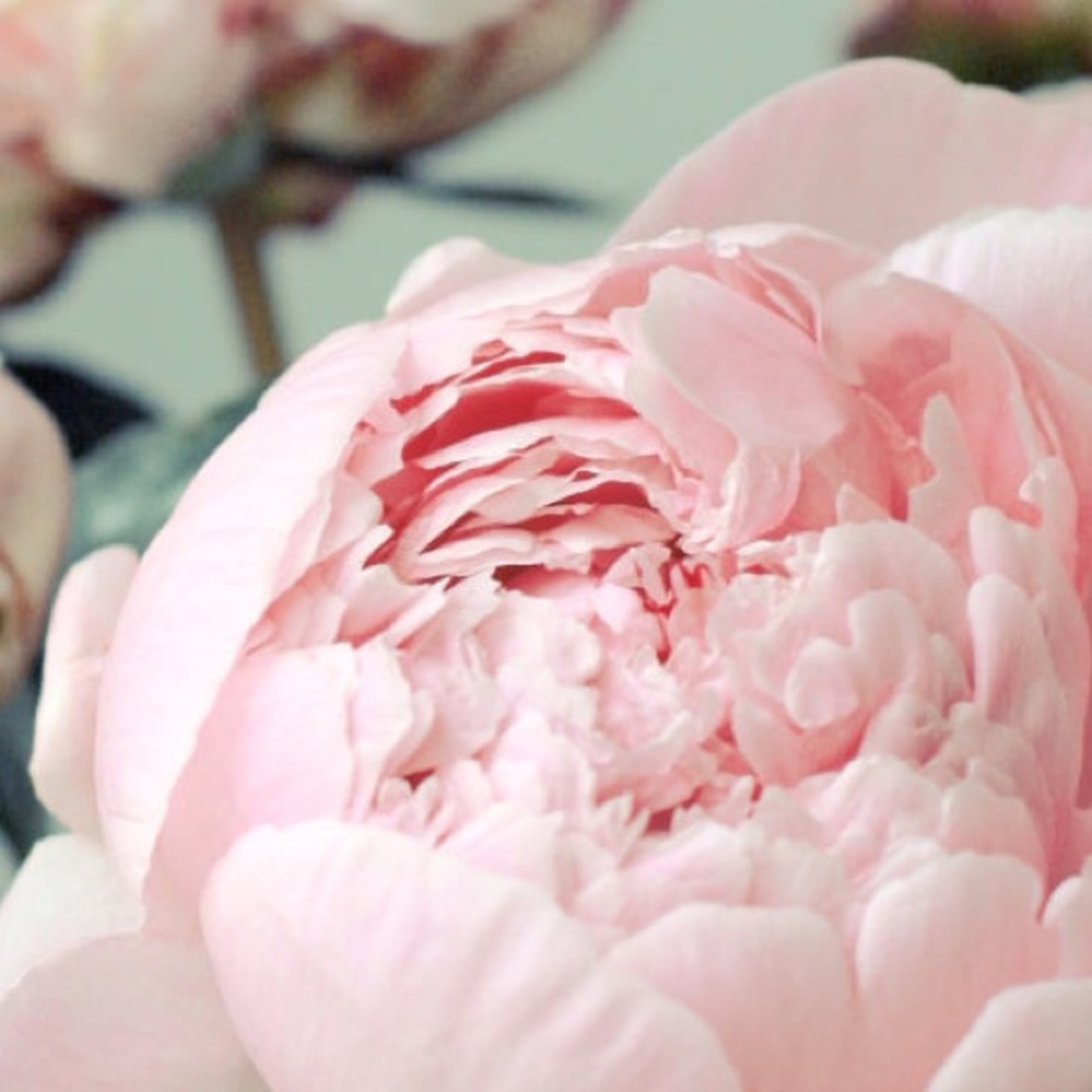 Meet your Posher, Stephani