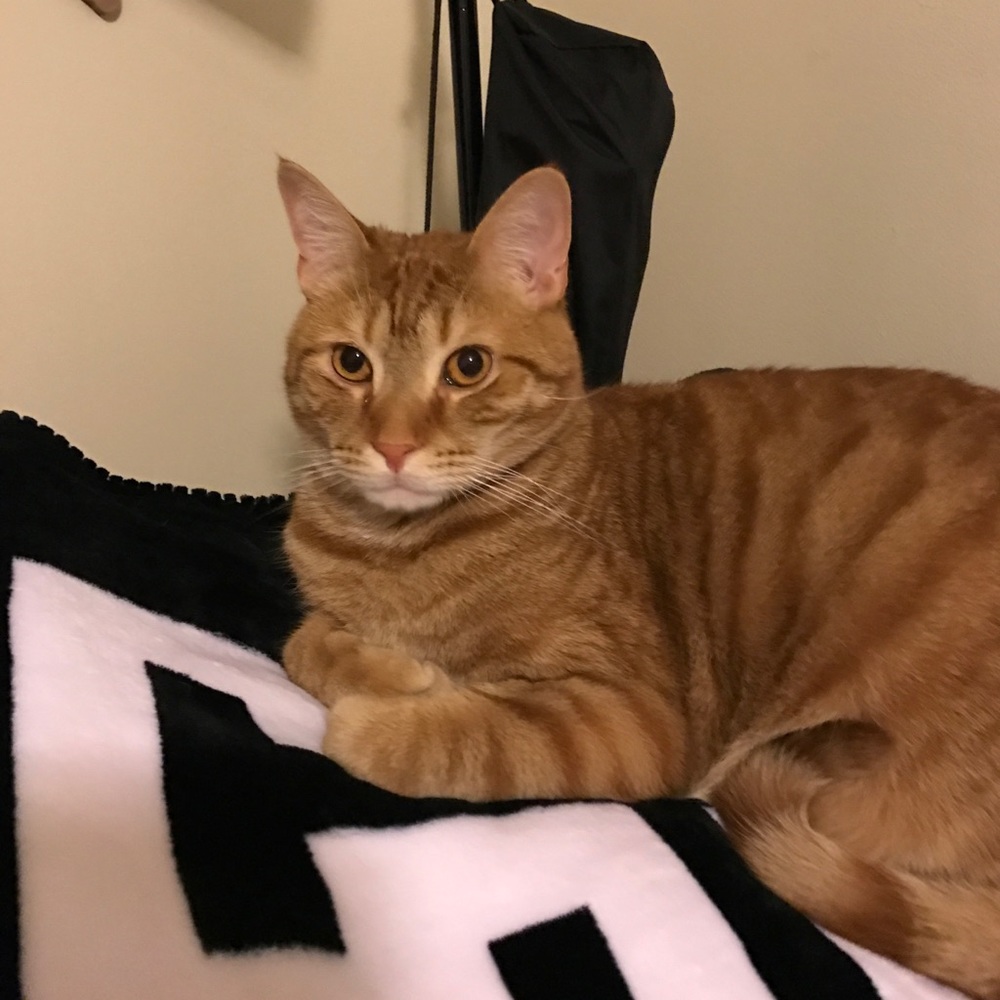 All my items are from a smoke free home! 🐱