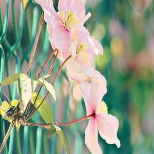 Meet your Posher, Trisha