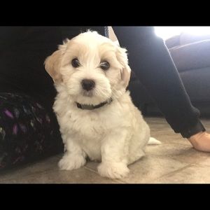 Meet your Posher, Bobi