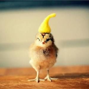 Meet your Posher, Henry