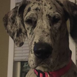 Meet your Posher, Marsha and richard