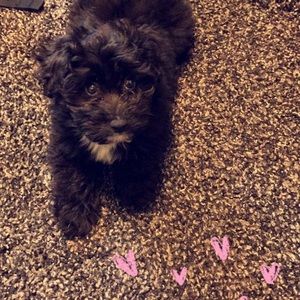 Meet your Posher, Lainey