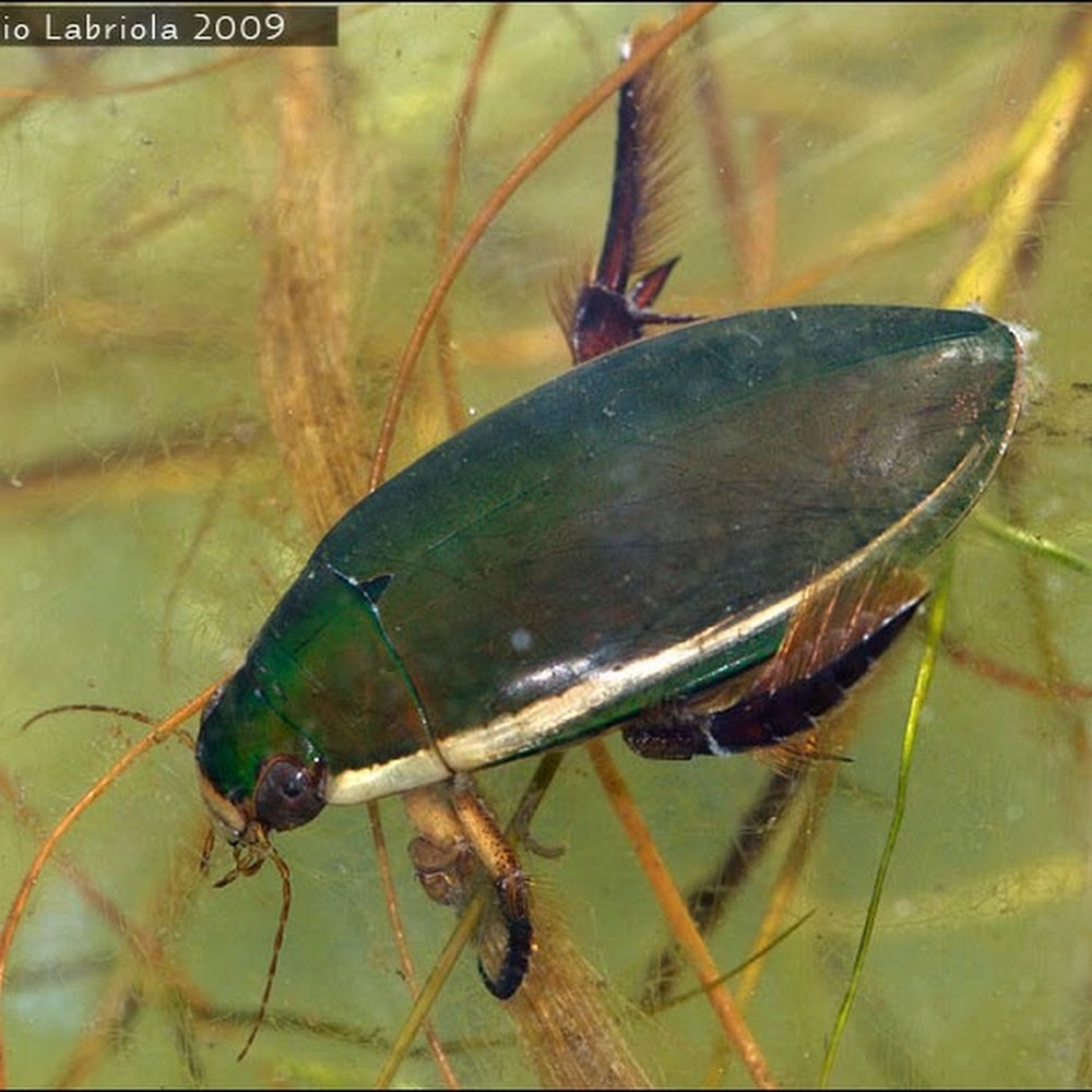 Meet your Posher, Nissa