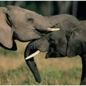 Meet your Posher, Amber