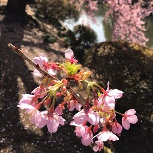 Meet your Posher, Samara