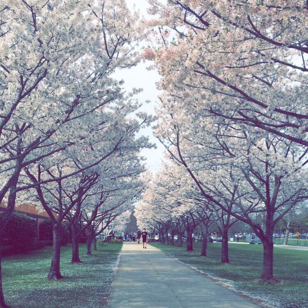 Meet your Posher, Lizzie