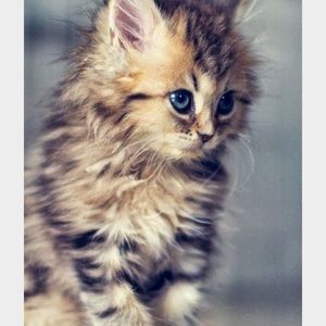 Meet your Posher, Peyton