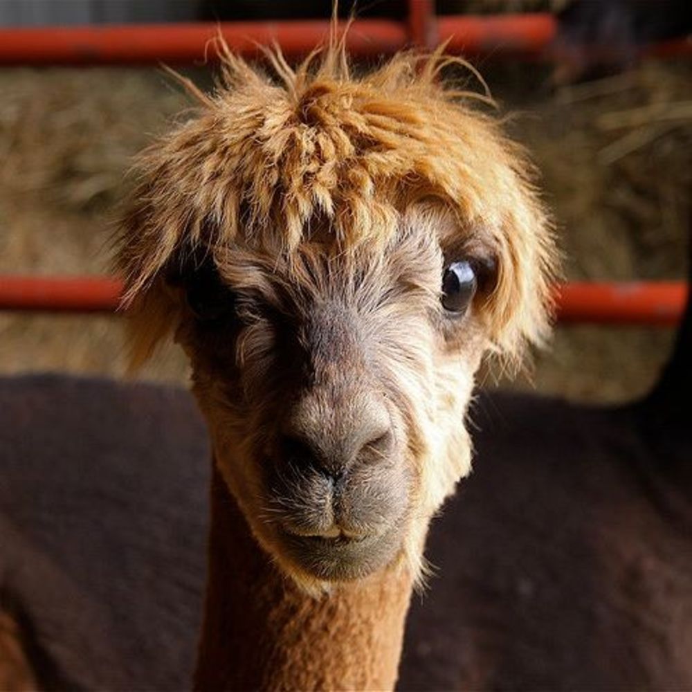 Meet your Posher, Ellie
