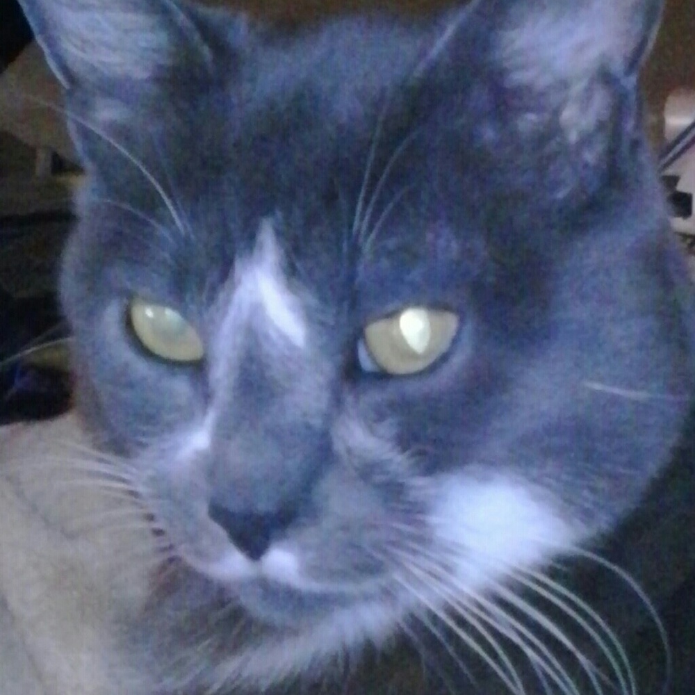 Meet your Posher, Allison. (cat#1=ZULA)