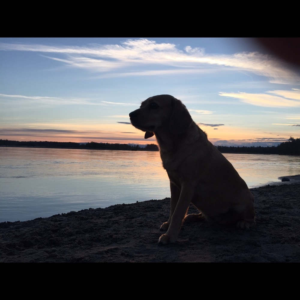 Meet your Posher, Betsy