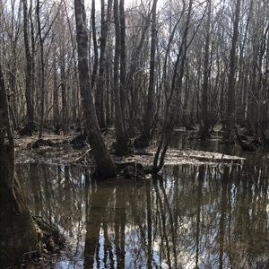 Meet your Posher, Morris