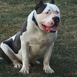 Meet your Posher, Riva