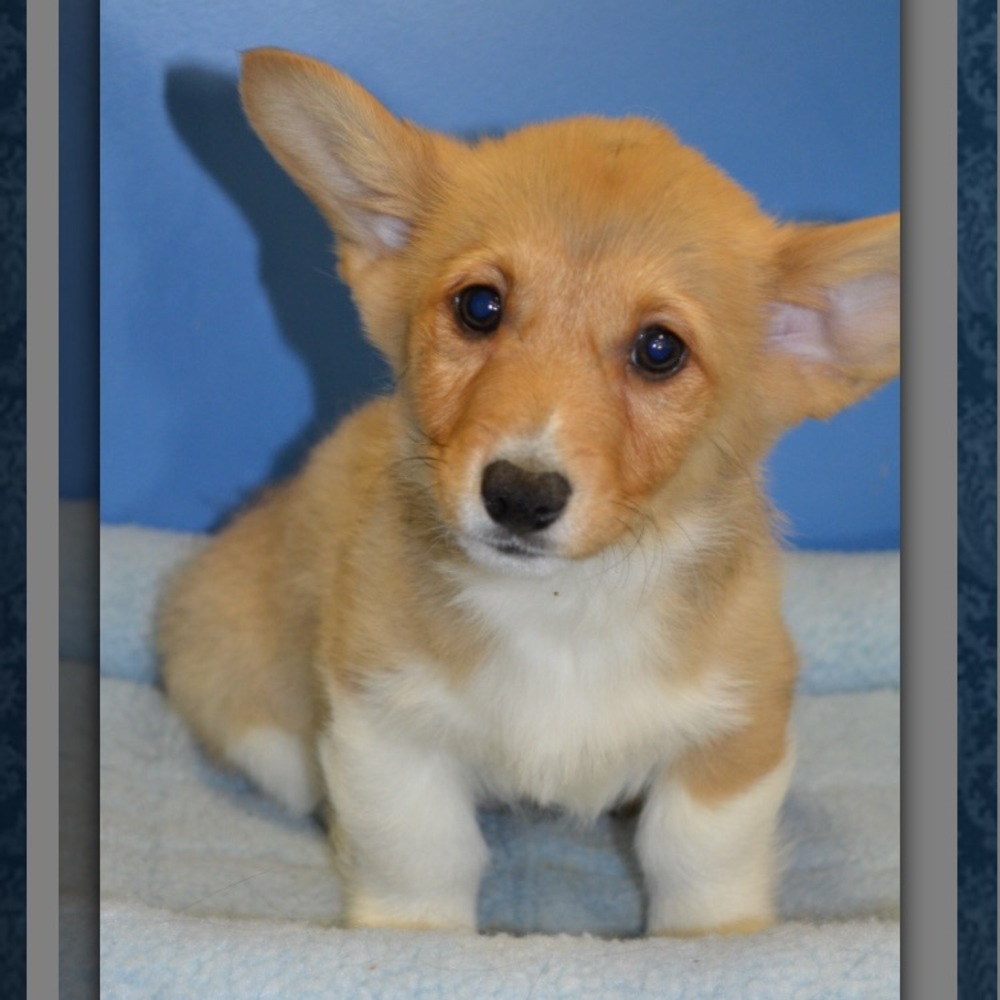 Meet your Posher, Denay