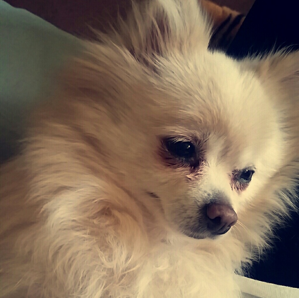 Meet your Posher, Ambrosia