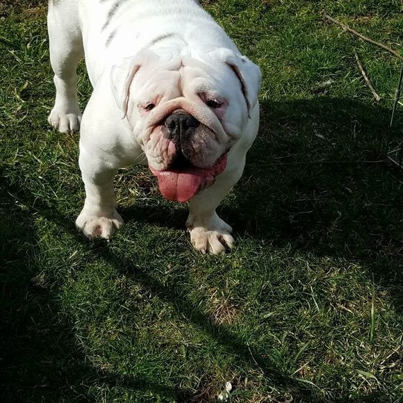Meet your Posher, Maggie - Picture 1 of 1
