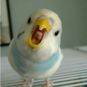 Meet your Posher, Chastity