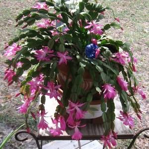 Meet your Posher, Yvonne