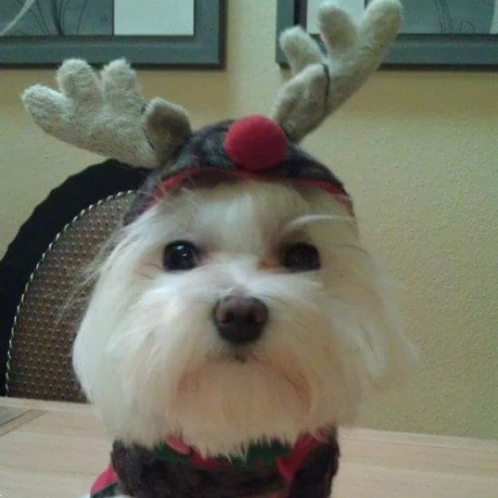 Meet your Posher, Yoo