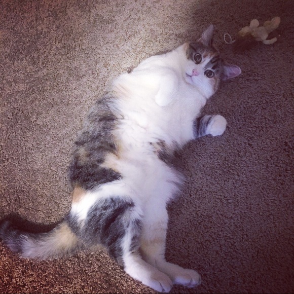 Sheena๐ SUGGESTED USER - POSH AMBASSADOR ๐ - Picture 3 of 3