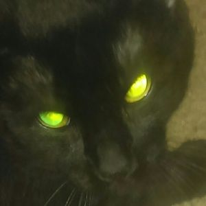 Meet your Posher, Corbin