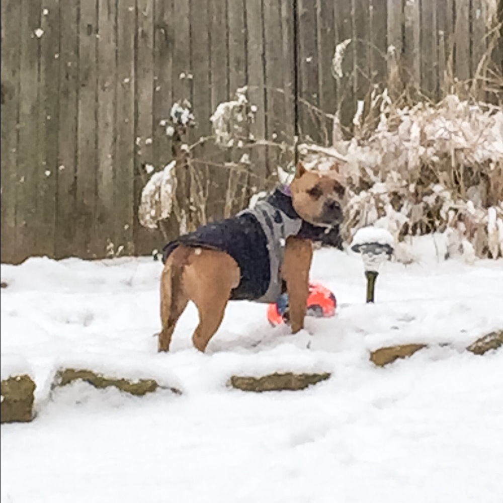 Ms Lily in the snow
