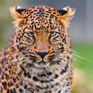 Meet your Posher, Britta