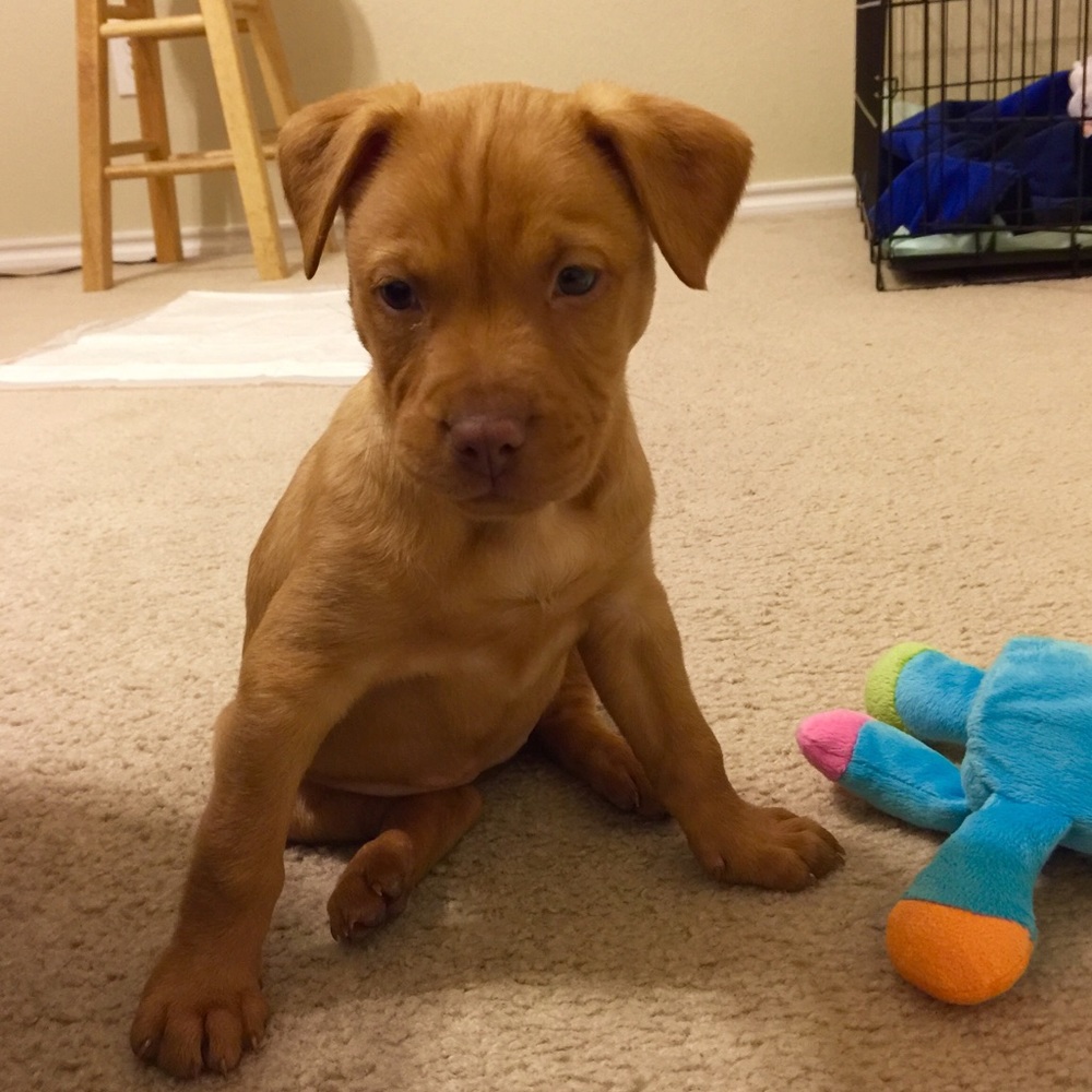 Meet your Posher, Rebecca