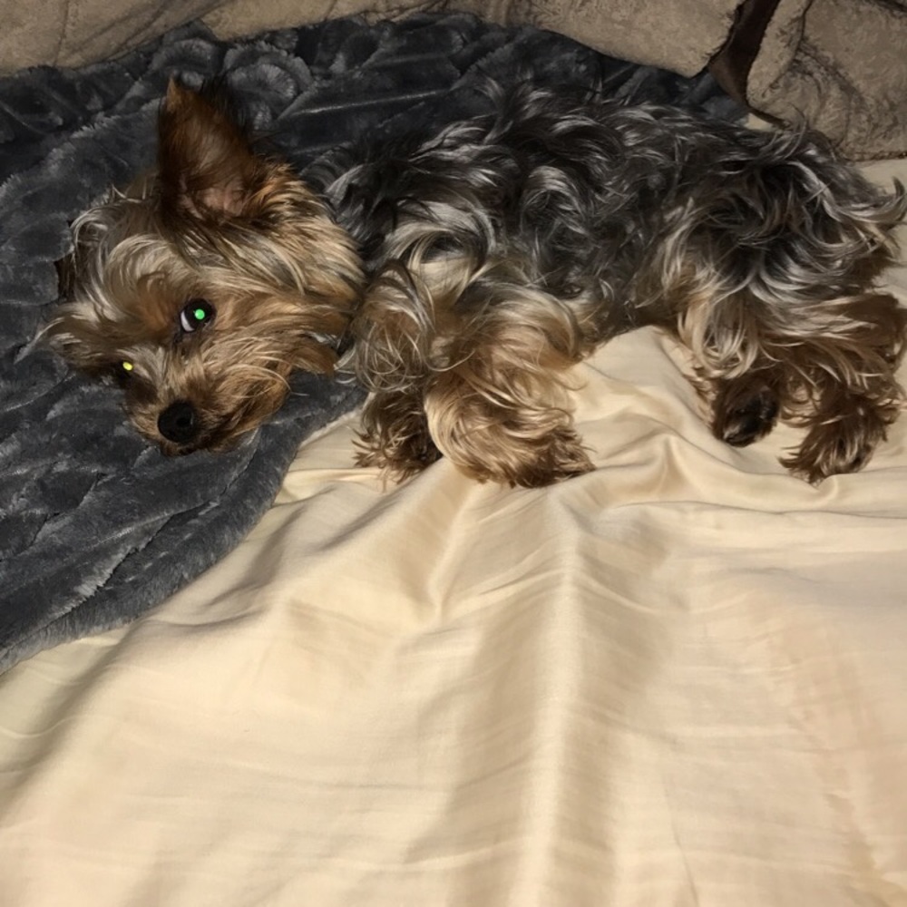 Meet your Posher, Calvin