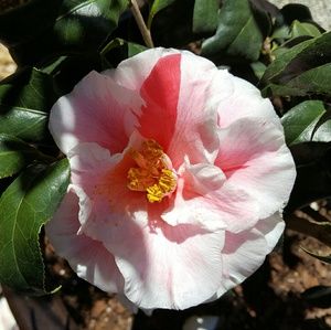 Meet your Posher, Jeanie